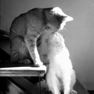 Meet your Posher, Dee